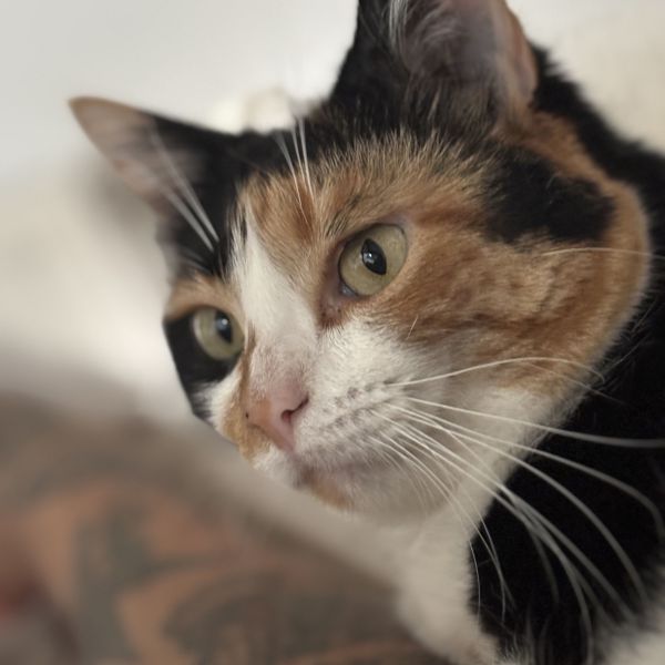 May, Mango uit Colijnsplaat zoekt een Kattenoppas