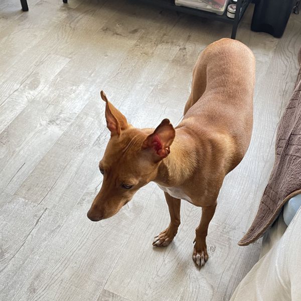 Reza, Reza uit Amstelveen zoekt een Hondenoppas