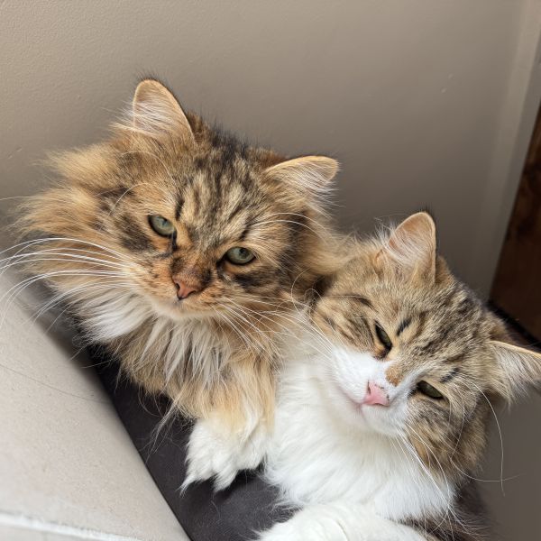 Couscous, Halloumi uit Woerden zoekt een Kattenoppas