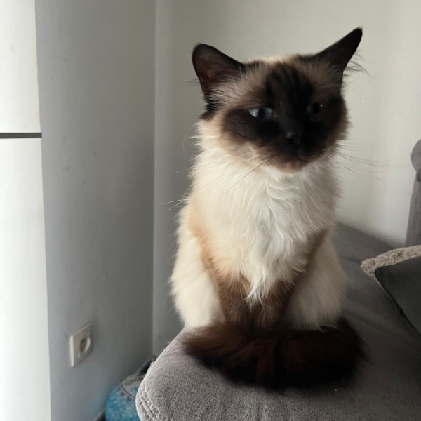 Anna uit Kinrooi zoekt een Kattenoppas