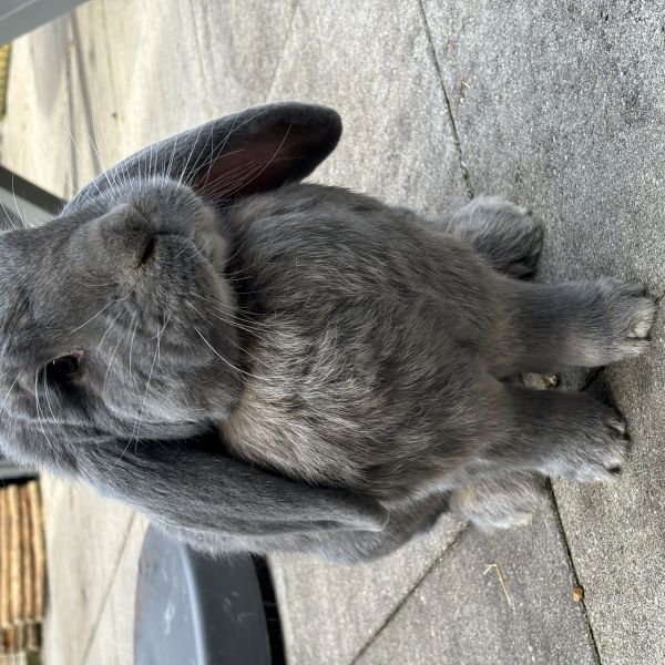 Archie, Tina uit Goudswaard zoekt een Knaagdierenoppas