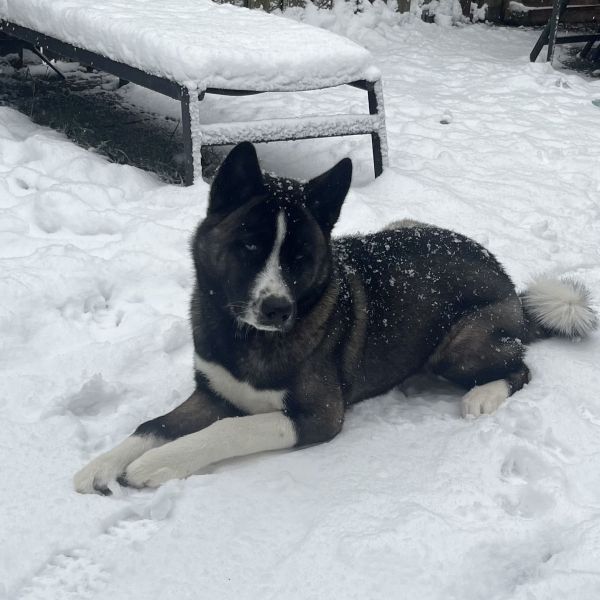 Kaido uit Bovenkarspel zoekt een Hondenoppas