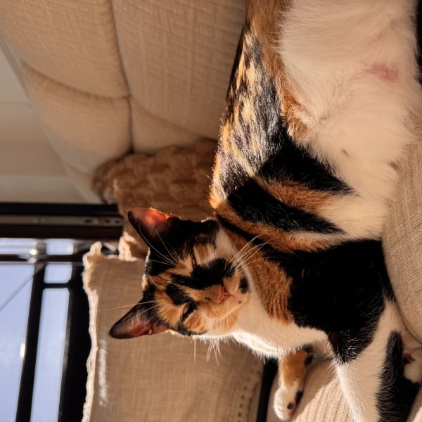 Luna uit Apeldoorn zoekt een Kattenoppas