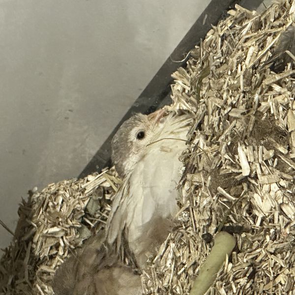 Huisdierenoppas Ayse uit Amstelveen