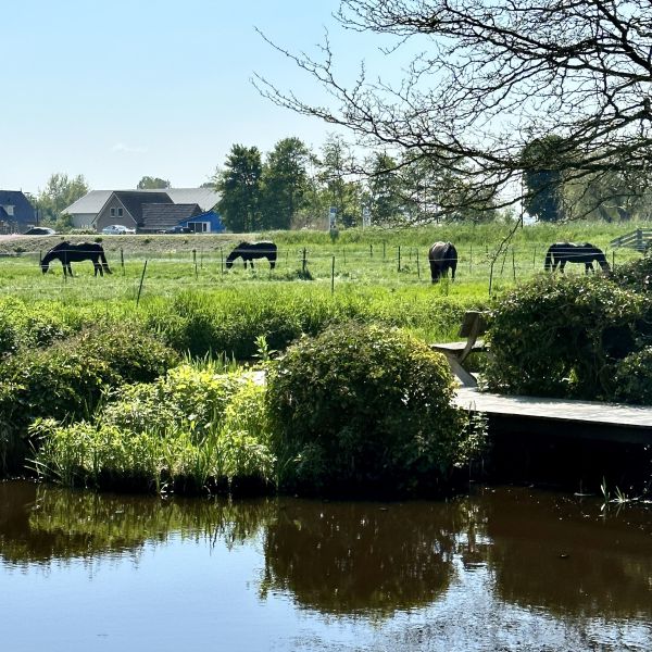 Meerdere paarden uit De Hoef zoekt een Paardenverzorger