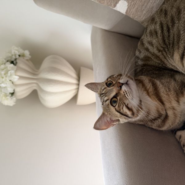 Zina uit Rotterdam zoekt een Kattenoppas