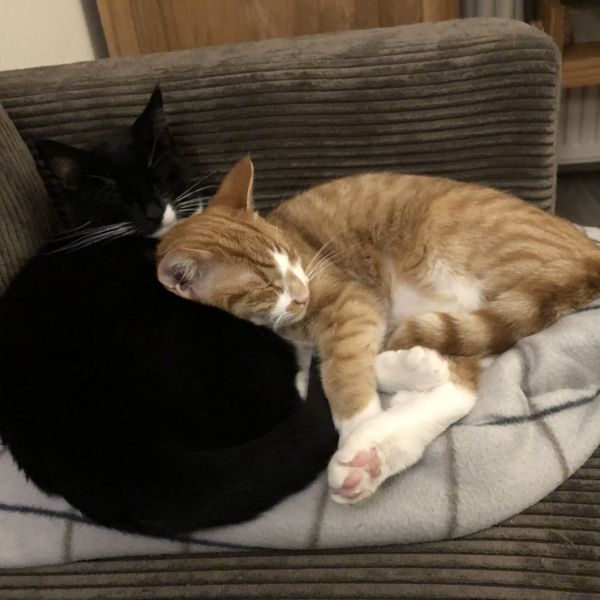 Puk, Cheesie uit Almelo zoekt een Kattenoppas