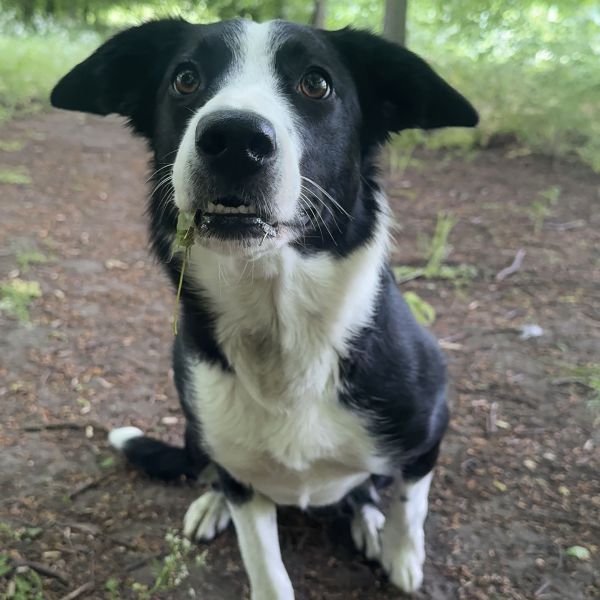 Huisdierenoppas Lily uit Hoofddorp