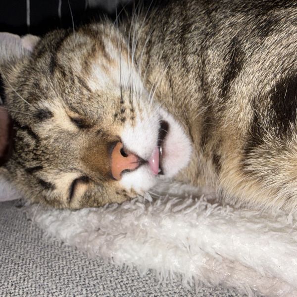 Kattenoppas feik uit Marknesse