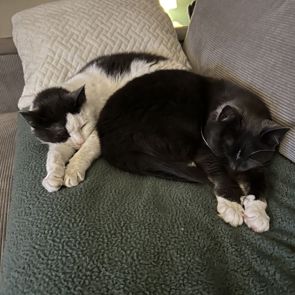 Mocca, Melon uit Bergen Op Zoom zoekt een Kattenoppas