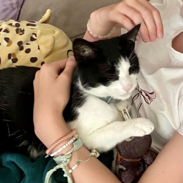 Noor uit Maarssen zoekt een Kattenoppas
