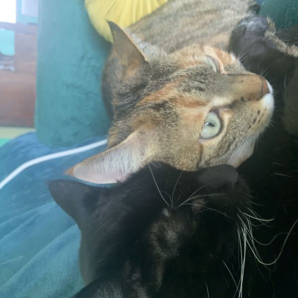 Mouss, Plume uit Haarlem zoekt een Kattenoppas