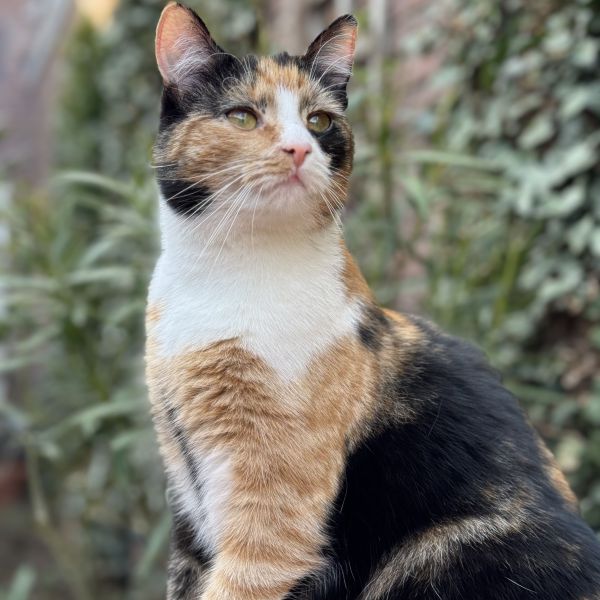 Saartje uit Helmond zoekt een Kattenoppas