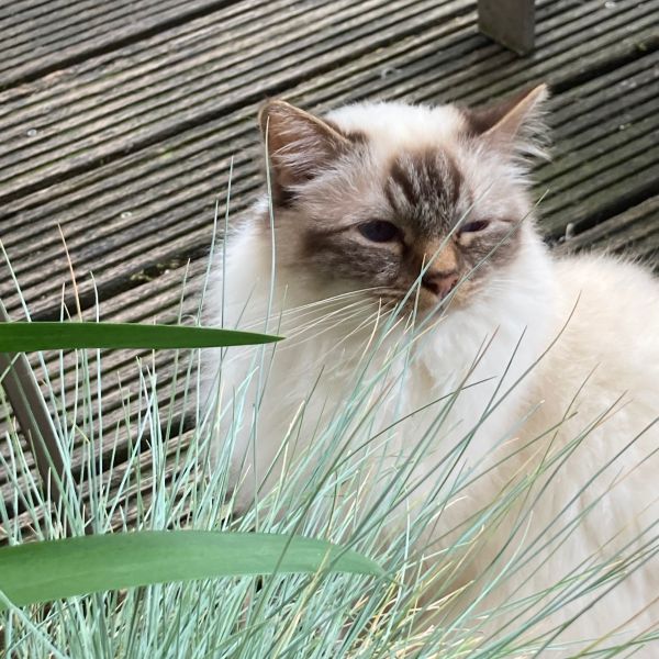 Noah, Nikolaj uit Amersfoort zoekt een Kattenoppas