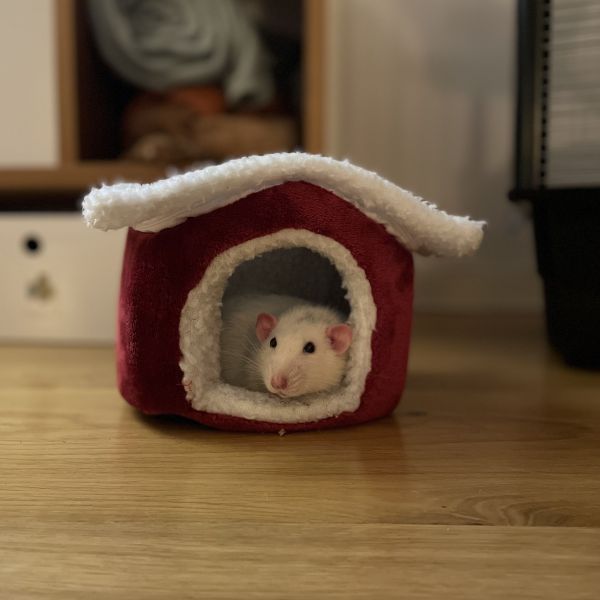 Gappie uit Amsterdam zoekt een Knaagdierenoppas