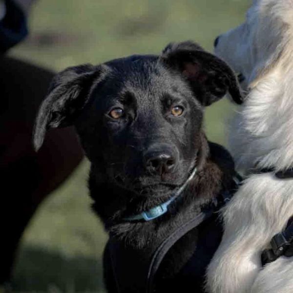 hond Lagos uit Arnhem zoekt een Hondenoppas