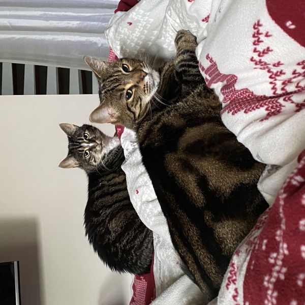 Kattenoppas Yura uit Nuenen