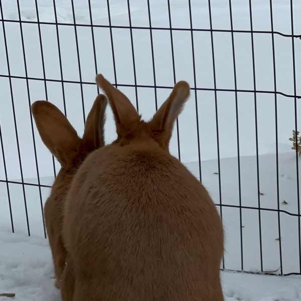 Bibi, Bob uit Jorwert zoekt een Knaagdierenoppas