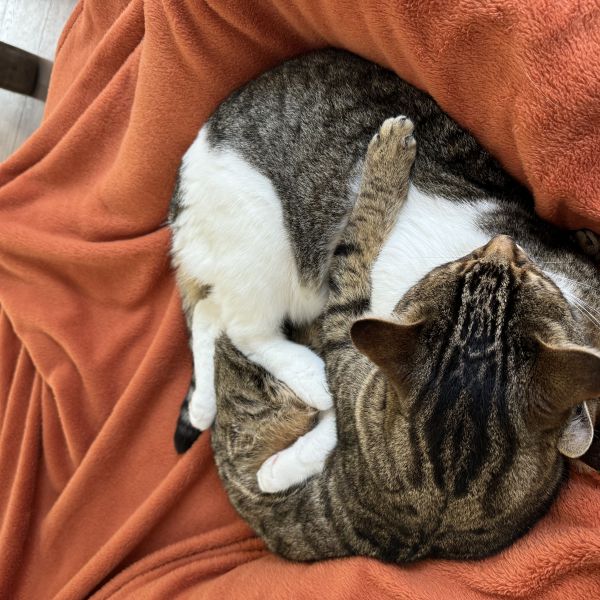 Mimoun en Mimouna uit Amsterdam zoekt een Kattenoppas