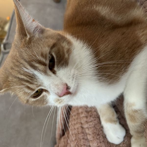 Boef, Lotje uit Hoef En Haag zoekt een Kattenoppas