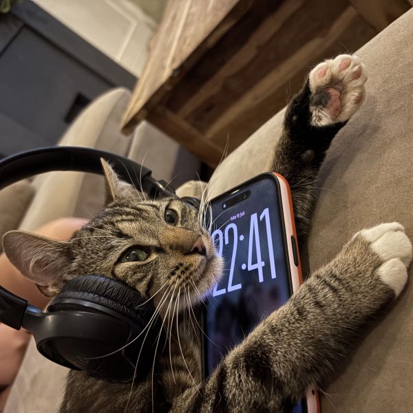 Timmie uit Sint Agatha zoekt een Kattenoppas