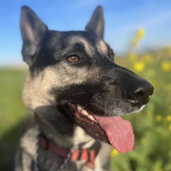 Lupo uit Rijnsburg zoekt een Hondenoppas