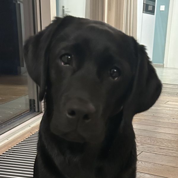 Lola uit Oosterhout zoekt een Hondenoppas