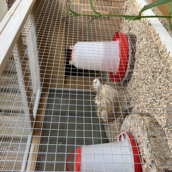 Kaatje, Trijntje en Kateltje uit Apeldoorn zoekt een Vogeloppas