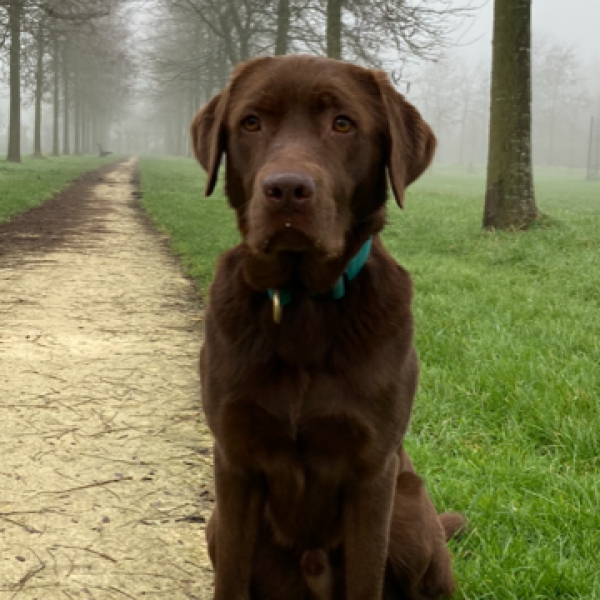 Milo uit Hoorn zoekt een Hondenoppas