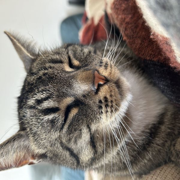 Kees uit Eemnes zoekt een Kattenoppas