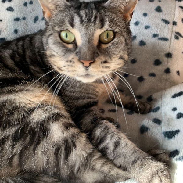 Maya uit Amsterdam zoekt een Kattenoppas