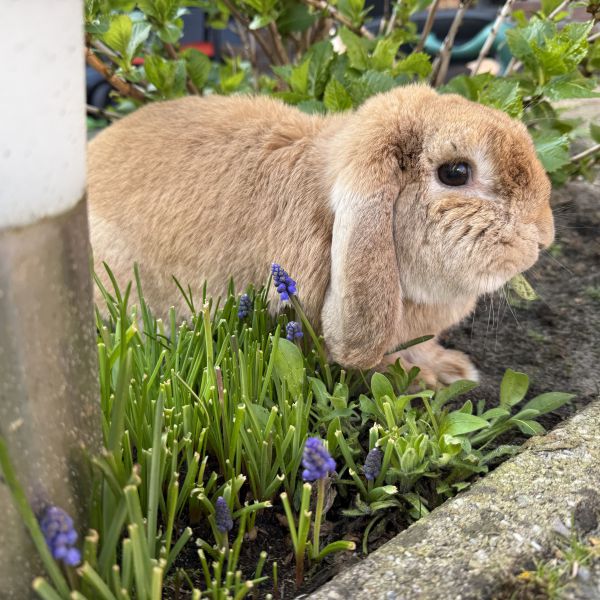 Nelis uit Sprang-Capelle zoekt een Knaagdierenoppas