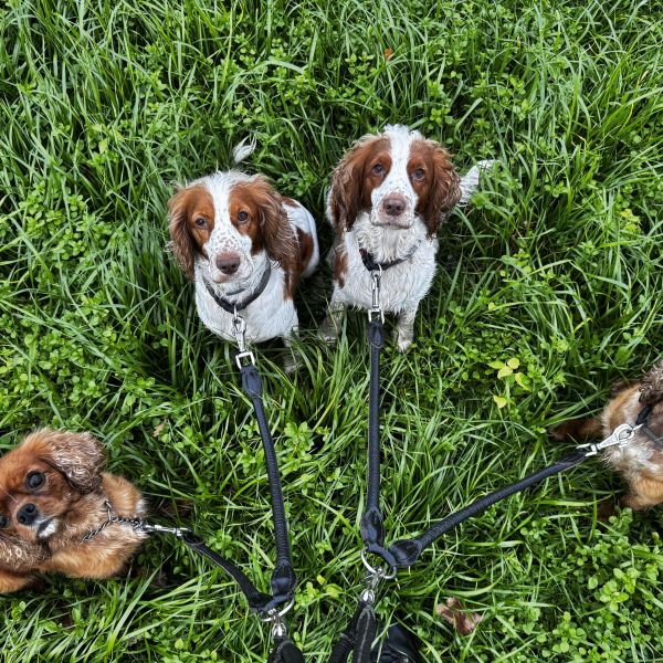 Jaxey Marley Charley en Semmy uit Schijndel zoekt een Hondenoppas