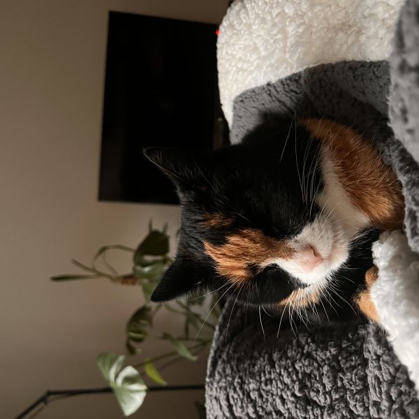 Yaguara uit Doetinchem zoekt een Kattenoppas