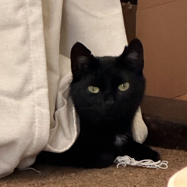 Dushi uit Hulshorst zoekt een Kattenoppas