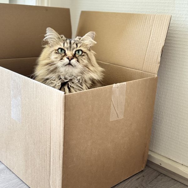 Lif uit Schiedam zoekt een Kattenoppas