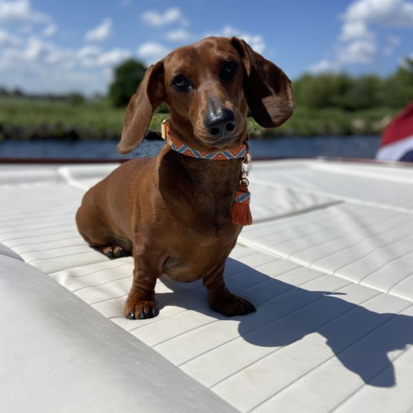 Loetje uit Noordwijk zoekt een Hondenoppas