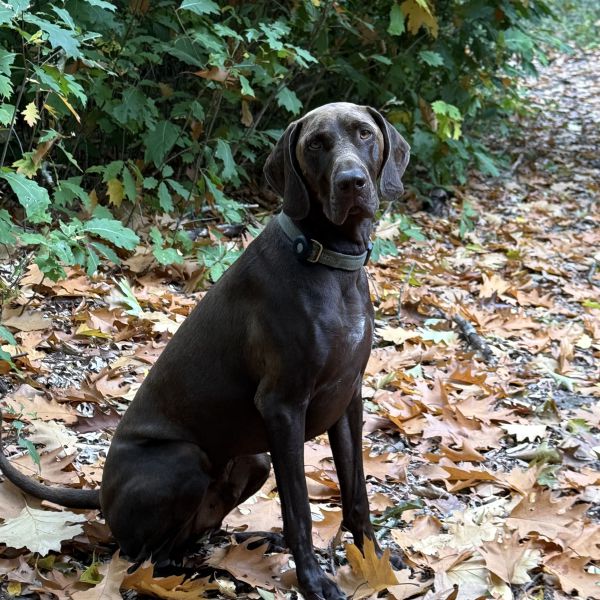 Joep uit Beegden zoekt een Hondenoppas