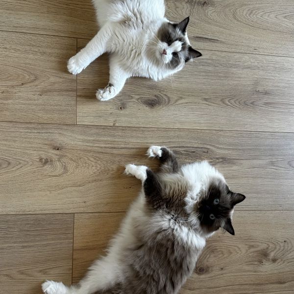 Billie, Teddie uit Eindhoven zoekt een Kattenoppas