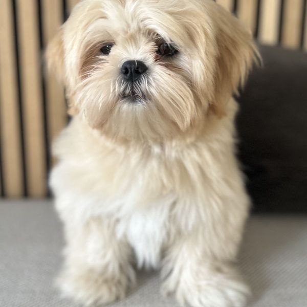 Mila, Mila uit Ulft zoekt een Hondenoppas