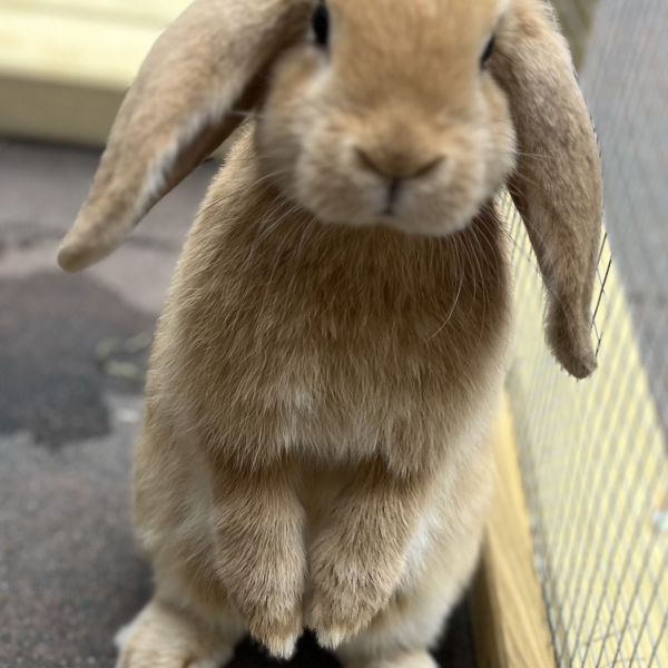 Zoë, Brownie uit Nijmegen zoekt een Knaagdierenoppas