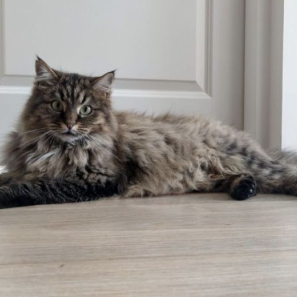 Meesje uit Breda zoekt een Kattenoppas