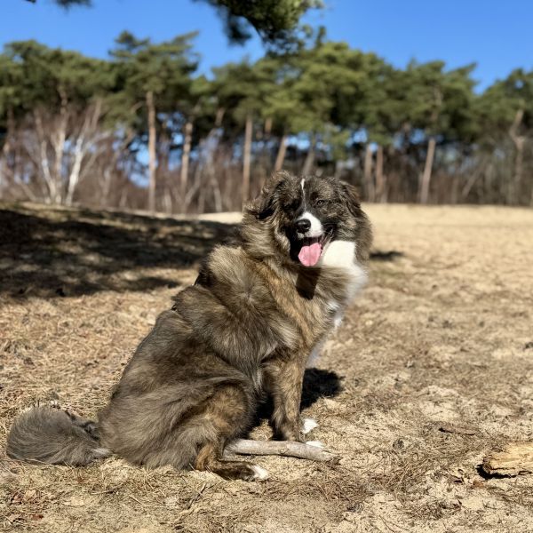 Tjingo uit Gorinchem zoekt een Hondenoppas