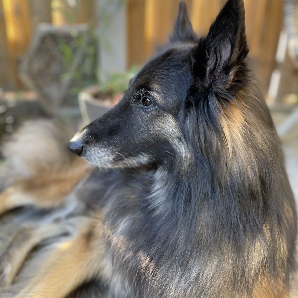 Kyara, Mali, Boefje uit Vianen zoekt een huisdierenoppas