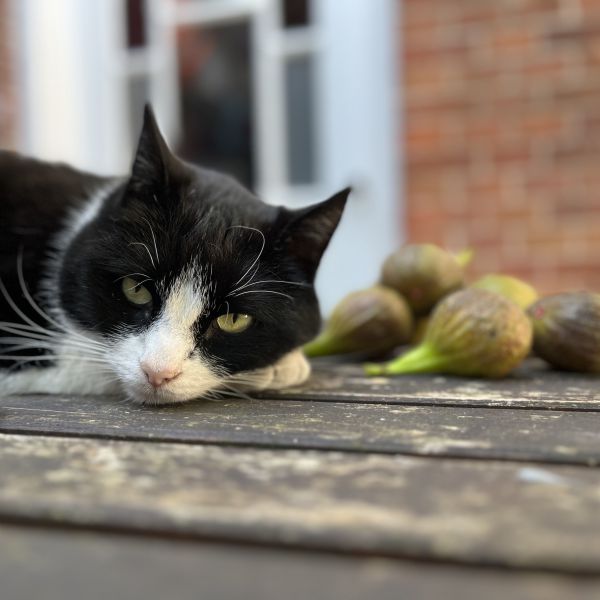 Pika uit Groningen zoekt een Kattenoppas