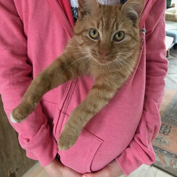 Jimmy, Bobby uit Harderwijk zoekt een Kattenoppas