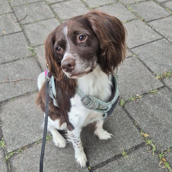 Pip, Bommel uit Breda zoekt een Hondenoppas