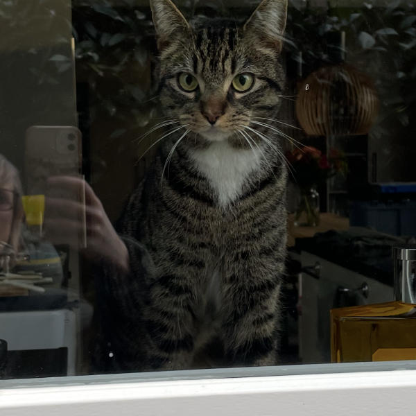 Tijger uit Naarden zoekt een Kattenoppas