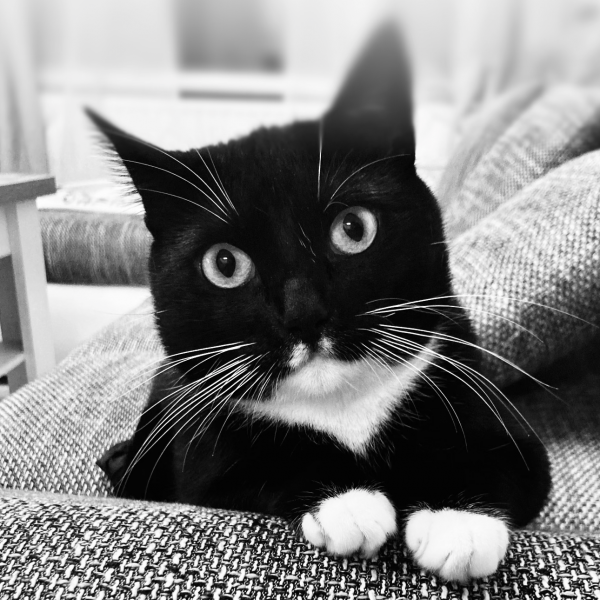 Candy uit Kerkrade zoekt een Kattenoppas