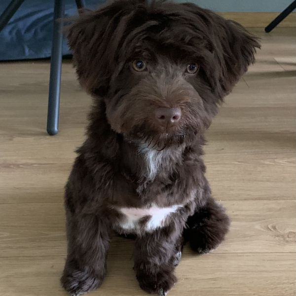 Snowy uit Maastricht zoekt een Hondenoppas